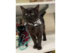 Adopt Quasimodo a Domestic Short Hair