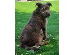 Annie Terrier (Unknown Type, Medium) Puppy Female