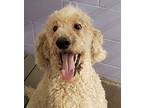 Aspenn Poodle (Standard) Adult Male