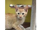 Chuey Domestic Shorthair Kitten Male