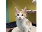Tali Domestic Shorthair Kitten Female