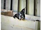 Soul Mates Click Here - Thor American Pit Bull Terrier Senior Male