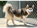 Toshi Husky Young Female
