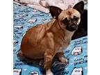 Olana Chihuahua Adult Female