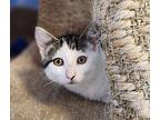 Pelikan Domestic Shorthair Kitten Female