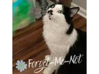 Adopt Griffin a Domestic Long Hair, Domestic Short Hair