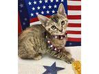 Sharry Domestic Shorthair Kitten Female