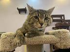Nibbles Tabby Young Male
