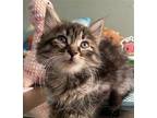 Joy Domestic Longhair Kitten Female