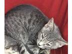 Paisley American Shorthair Kitten Female