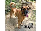 Swayze Hound (Unknown Type) Adult Male