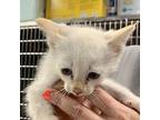 Whip Domestic Shorthair Kitten Male