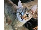Exalta Domestic Shorthair Kitten Female