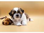 T Bird Shih Tzu Puppy Male