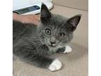 Bobber Domestic Shorthair Kitten Female