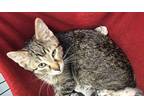 Ogee American Shorthair Kitten Male