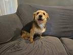 Annabelle Yorkie, Yorkshire Terrier Adult Female