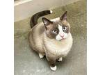 Lunar Snowshoe Male
