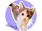 Liberty Calico Kitten Female