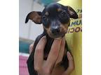 Cory Chihuahua Puppy Male