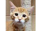 Sunshine Domestic Shorthair Kitten Male
