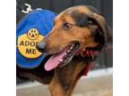 Adopt Ronnie a Black and Tan Coonhound