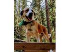 Adopt Todd a Retriever, Great Pyrenees
