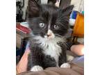 Muffin Domestic Longhair Kitten Female
