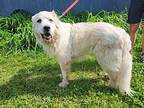 Sir Walt Great Pyrenees Senior Male