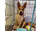 Adopt Nick Wilde a Carolina Dog
