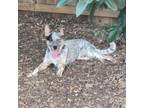 Adopt Chipper a Australian Cattle Dog / Blue Heeler