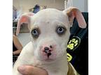 Baylor Puppy Male