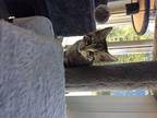 Jack American Shorthair Kitten Male