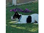 Luna Jack Russell Terrier Puppy Female