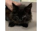 Keeper Domestic Mediumhair Kitten Female