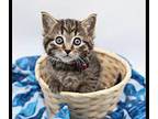 Bowser II Domestic Shorthair Kitten Female