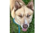 Sitka Husky Adult Male
