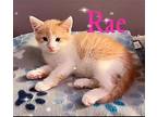 Kitten: Rae Domestic Shorthair Kitten Female