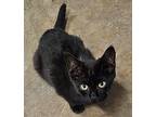 Calista Domestic Shorthair Kitten Female
