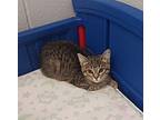 Phoenix Domestic Shorthair Kitten Female