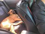 Sahara Boxer Puppy Female