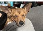 Fritto Misto Mixed Breed (Medium) Puppy Female