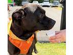 Howard Mixed Breed (Medium) Young Male