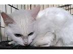 Crystal Turkish Angora Adult Female