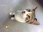 Eugene American Shorthair Kitten Male