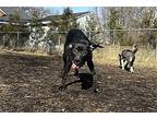 Zola American Pit Bull Terrier Young Female