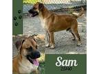Sam Hound (Unknown Type) Young Male