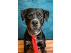 Adopt Dozer a Rottweiler, Mixed Breed