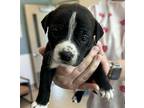 Angel Cakes Mixed Breed (Medium) Puppy Female