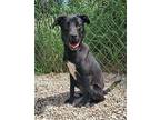 Joelle (6312) Terrier (Unknown Type, Medium) Young Female